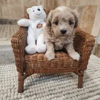 Toby, a male Maltipoo for sale in Ravenna, MI – Photo 3 of 4