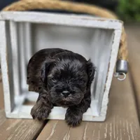 Jack, a male Shihpoo for sale in Ravenna, MI – 4 of 4