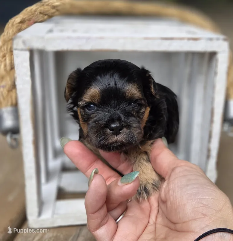 Halle – Shihpoo puppy for sale in Ravenna, MI