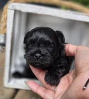 Candy, a female Shihpoo for sale in Ravenna, MI – 2 of 2