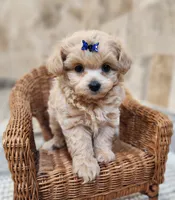 Puppytots.com, a male Maltipoo for sale in Ravenna, MI – Photo 1 of 3