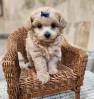 Puppytots.com, a male Maltipoo for sale in Ravenna, MI – Photo 2 of 3