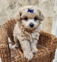 Puppytots.com, a male Maltipoo for sale in Ravenna, MI – Photo 3 of 3