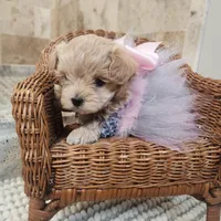 Taffy, a female Maltipoo for sale in Ravenna, MI – Photo 2 of 4
