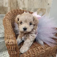 Taffy, a female Maltipoo for sale in Ravenna, MI – Photo 4 of 4