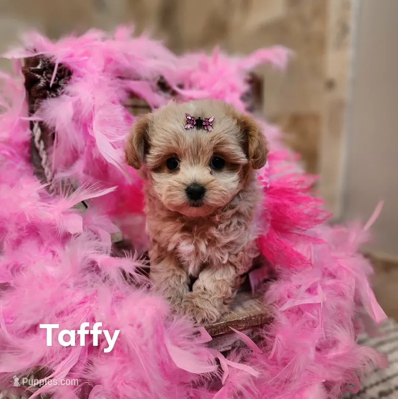 Taffy
