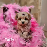 Taffy, a female Maltipoo for sale in Ravenna, MI – Photo 1 of 4