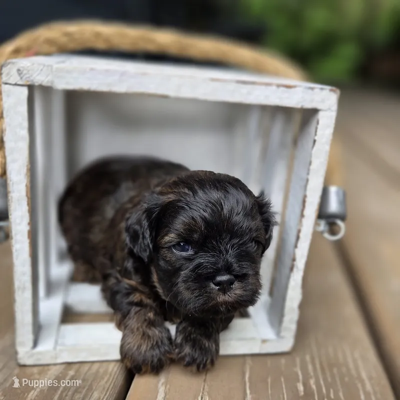 Jack – Shihpoo puppy for sale in Ravenna, MI