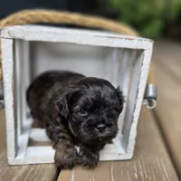 Jack, a male Shihpoo for sale in Ravenna, MI – 1 of 4