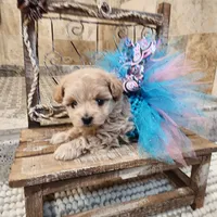 Ginger, a female Maltipoo for sale in Ravenna, MI – Photo 2 of 5