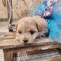 Ginger, a female Maltipoo for sale in Ravenna, MI – Photo 4 of 5