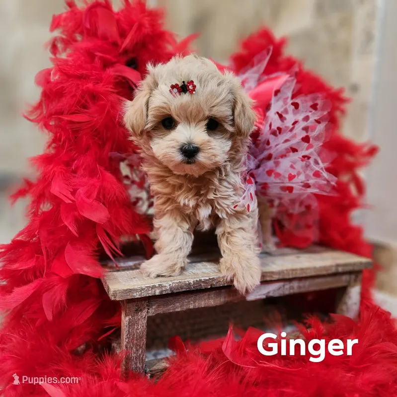 Ginger