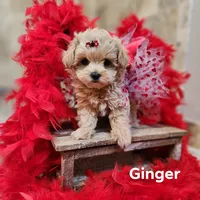 Ginger, a female Maltipoo for sale in Ravenna, MI – Photo 1 of 5