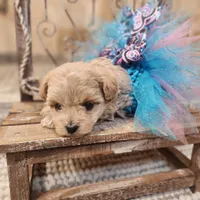 Ginger, a female Maltipoo for sale in Ravenna, MI – Photo 5 of 5