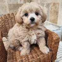 Puppytots.com, a male Maltipoo for sale in Ravenna, MI – Photo 2 of 3