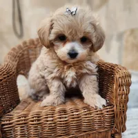 Puppytots.com, a male Maltipoo for sale in Ravenna, MI – Photo 3 of 3