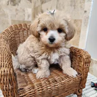 Puppytots.com, a male Maltipoo for sale in Ravenna, MI – Photo 1 of 3