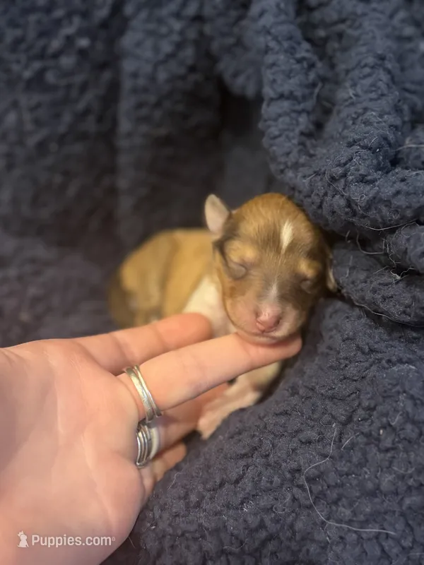 Cash – Collie puppy for sale in Bonnieville, KY