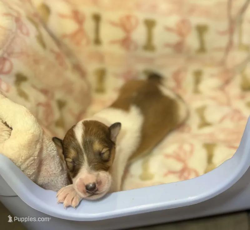 Pixie  – Collie puppy for sale in Bonnieville, KY