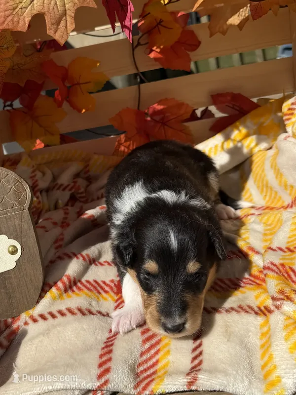 Brutus  – Collie puppy for sale in Bonnieville, KY