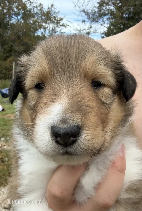 Jolene  – Collie puppy for sale in Bonnieville, KY
