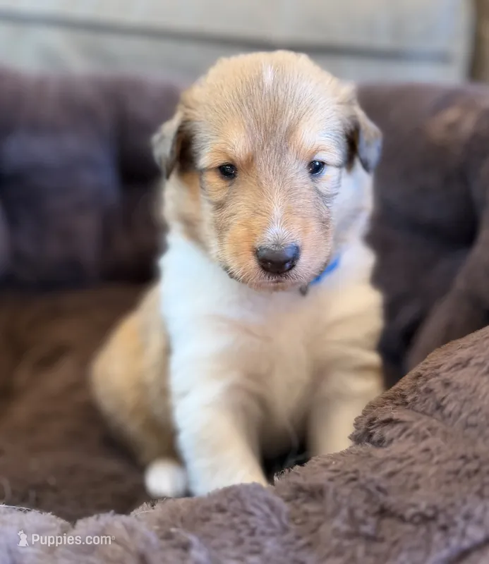 Dusty  – Collie puppy for sale in Bonnieville, KY