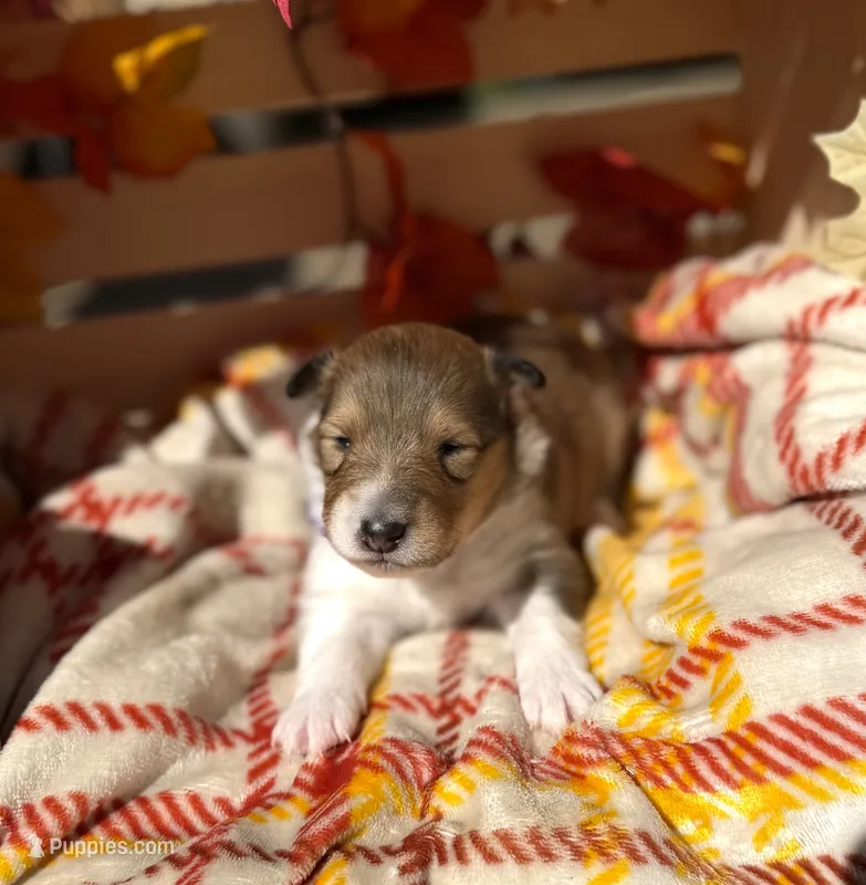 Jolene  – Collie puppy for sale in Bonnieville, KY