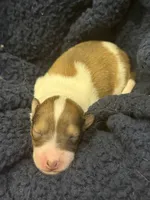 Pixie , a female Collie for sale in Bonnieville, KY – 3 of 3