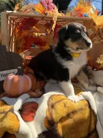 Sunny , a male Collie for sale in Bonnieville, KY – 4 of 4