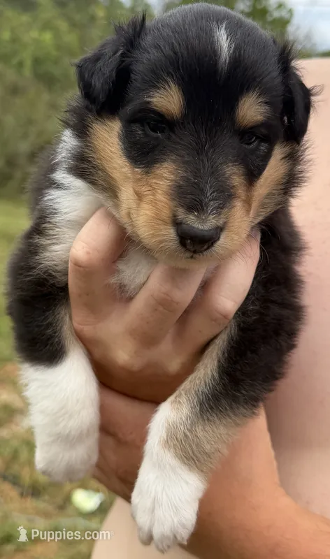 Brutus  – Collie puppy for sale in Bonnieville, KY