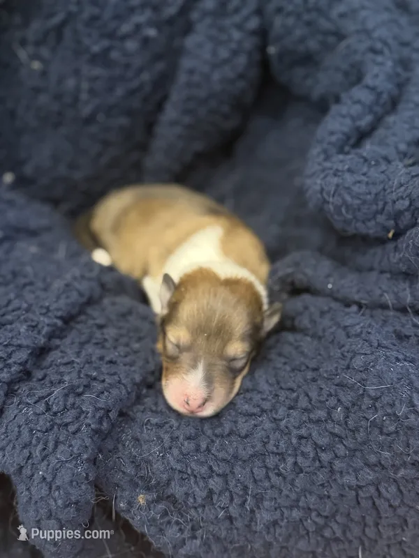 Jolene  – Collie puppy for sale in Bonnieville, KY