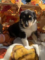 Sunny , a male Collie for sale in Bonnieville, KY – 3 of 4