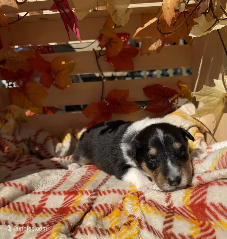 Sunny  – Collie puppy for sale in Bonnieville, KY