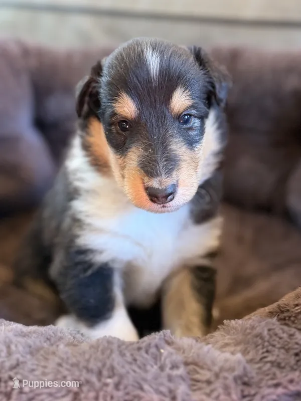 Brutus  – Collie puppy for sale in Bonnieville, KY