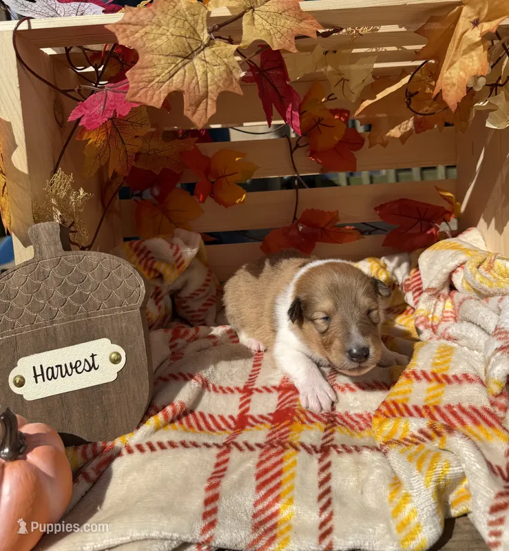Dusty  – Collie puppy for sale in Bonnieville, KY