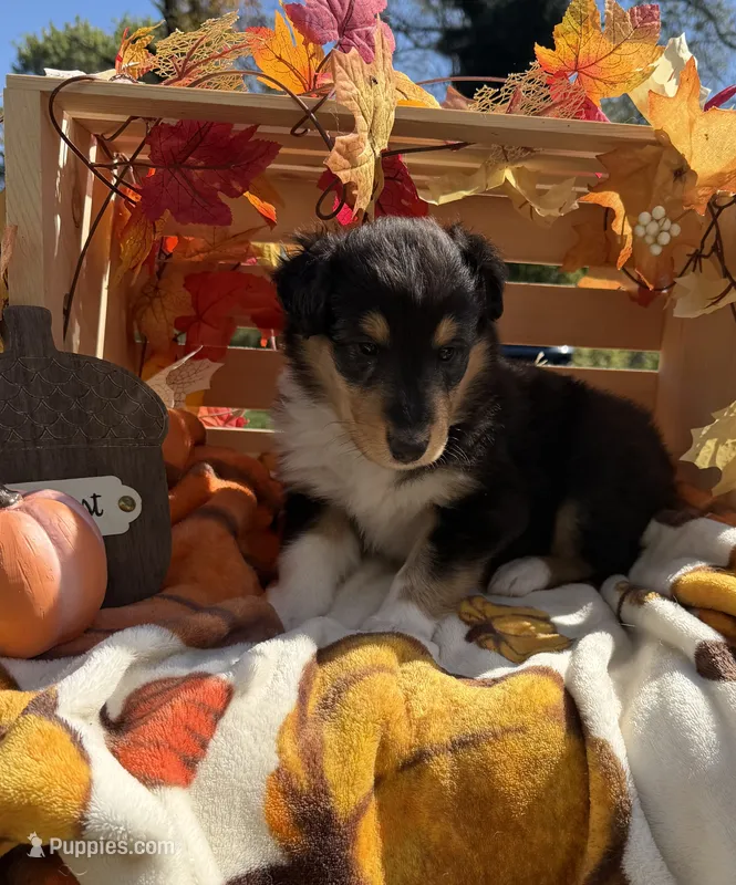 Brutus  – Collie puppy for sale in Bonnieville, KY