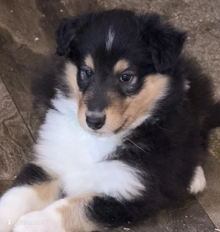 Brutus  – Collie puppy for sale in Bonnieville, KY