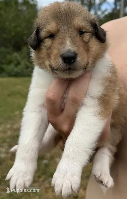 Dusty  – Collie puppy for sale in Bonnieville, KY