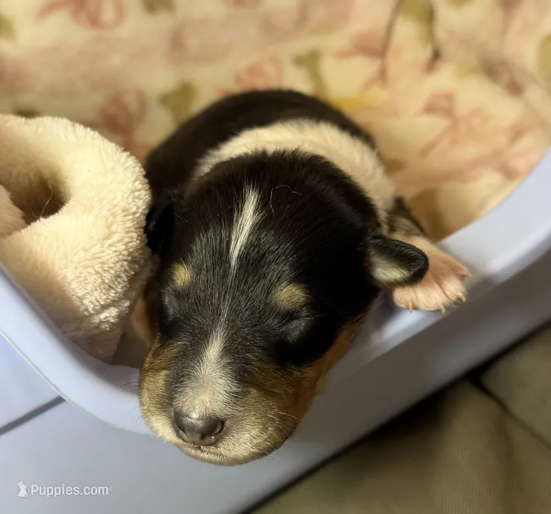 Sunny  – Collie puppy for sale in Bonnieville, KY