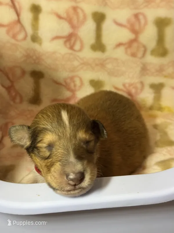 Cash – Collie puppy for sale in Bonnieville, KY