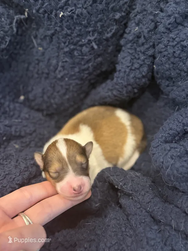 Pixie  – Collie puppy for sale in Bonnieville, KY