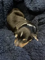 Brutus , a male Collie for sale in Bonnieville, KY – 3 of 3