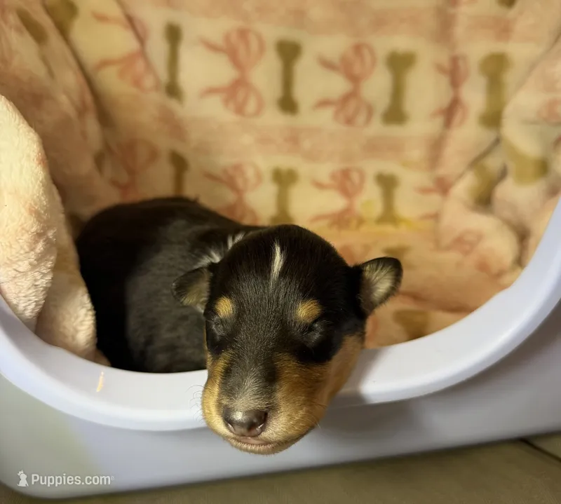 Brutus  – Collie puppy for sale in Bonnieville, KY