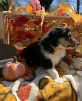 Sunny , a male Collie for sale in Bonnieville, KY – 2 of 4
