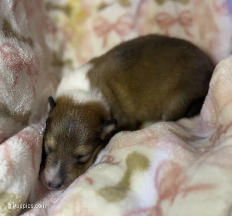 Jolene  – Collie puppy for sale in Bonnieville, KY