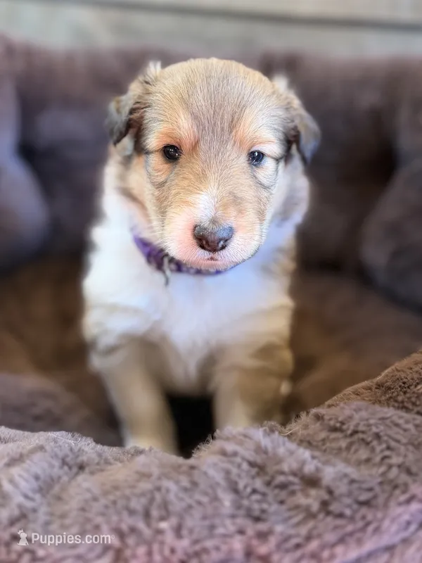 Jolene  – Collie puppy for sale in Bonnieville, KY
