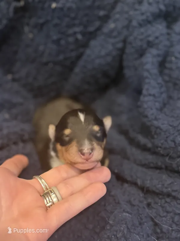 Brutus  – Collie puppy for sale in Bonnieville, KY