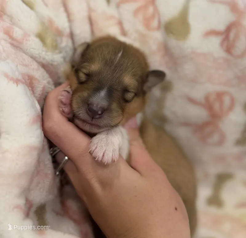Dusty  – Collie puppy for sale in Bonnieville, KY