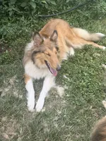 Belle Belle , a female Collie for sale in Bonnieville, KY – 2 of 2
