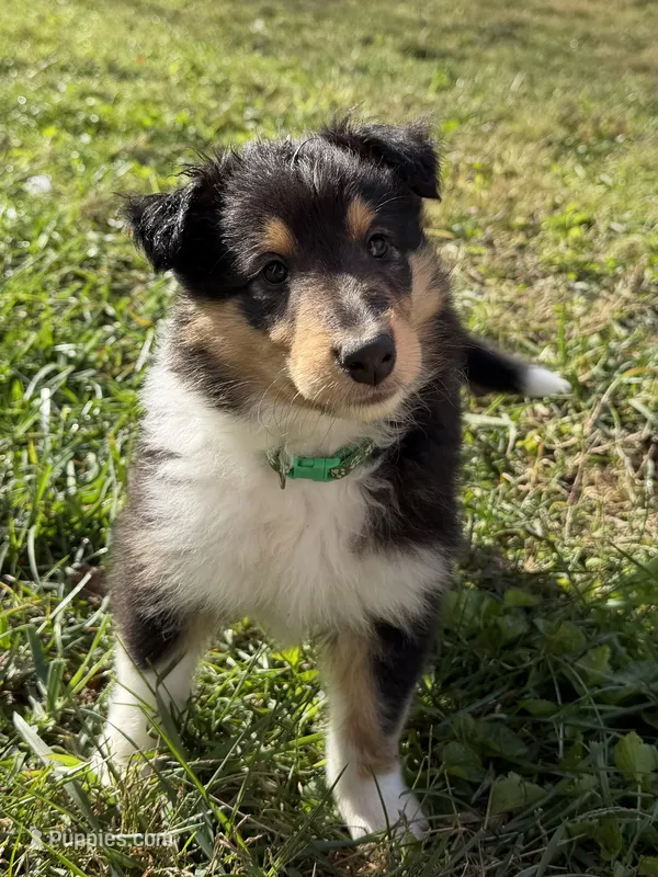 Brutus  – Collie puppy for sale in Bonnieville, KY